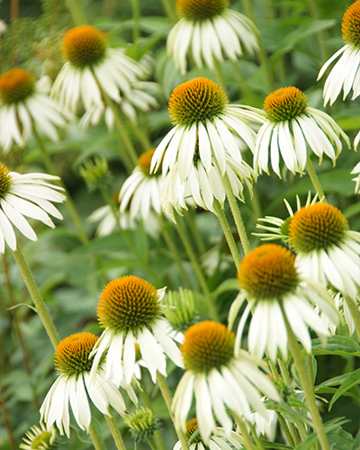 ECHINACEA WHITE SWAN - 25 ks